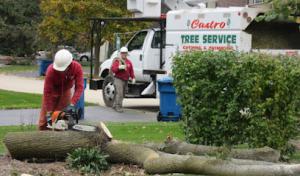 Castros Tree Service & Concrete