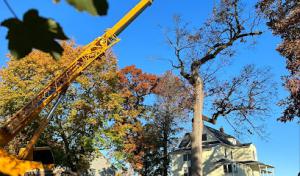 Lancaster Tree Care