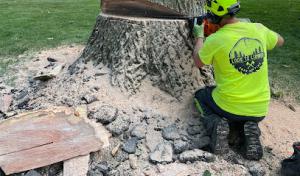 Logs to Lumber Tree Service