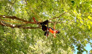 Arborist Tree Care