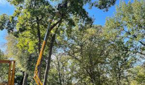 Heartwood Tree Care