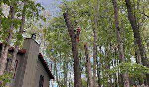 Explicit Land & Tree Service