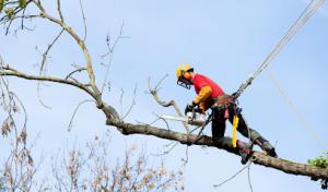 Tree Trimming Guy Removal Service Ennis Tx
