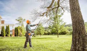 Lancaster Tree Company