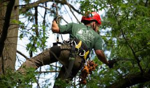 J Thomas Tree Service