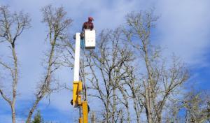 Collins Tree Service