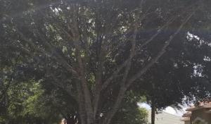 Friendly Touch Tree Service