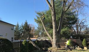 Jersey Tree Care