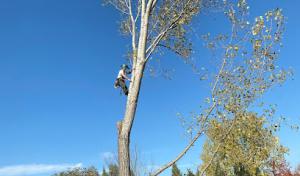 Slim's Tree Care