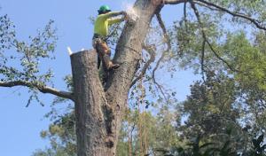 Southern Scapes Tree Experts
