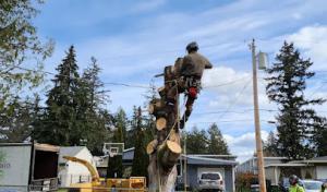 Pacific Tree Services