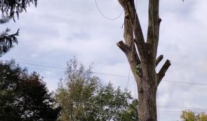 Veteran Tree Service