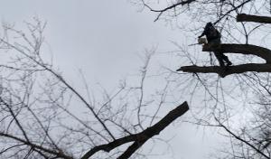 Buena Vista Tree Service