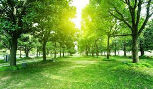 Goodnight's Tree Service