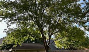 K&B Quality Tree & Landscape