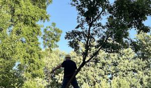 Elite Tree Service Professionals