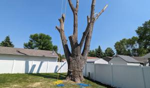Strom Tree Service