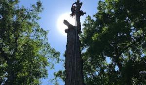 Third Coast Tree Service