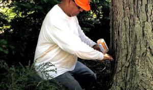Jc Arborist Professional Tree Care Service
