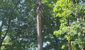 Solutions Tree Services