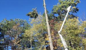 Arbpros Tree Service