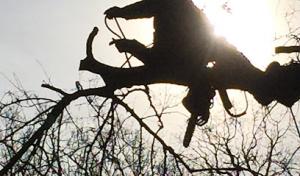 Aspen Ridge Landscaping & Tree Service