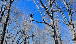 Hellbender Tree Care