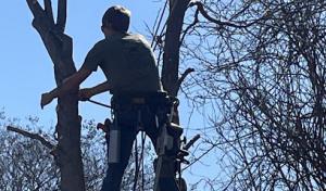 DeSoto Tree Care