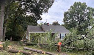 Seamster Tree & Stumpdoctor