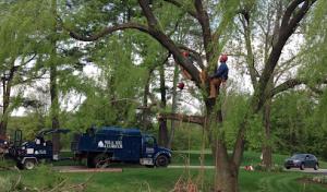 Wells Tree & Landscape