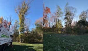 Ramos Tree Service & Landscaping