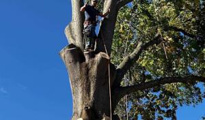 Wagoners Tree Experts