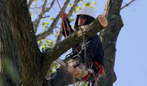 Johns Tree Service & Removal