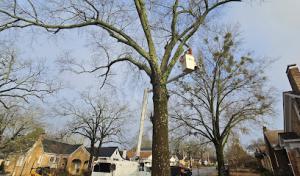 Morales Tree Service