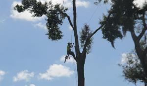 Yellowstone Tree Care Jacksonville