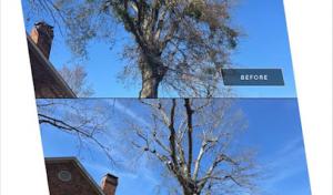 Breitbarth Tree Techs