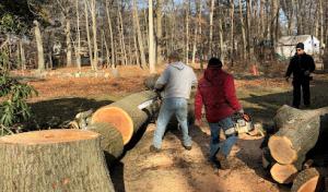 Green Island Tree Services