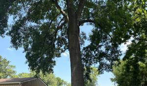Breeden Tree Experts