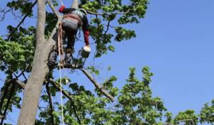 Tarzann Tree Service