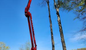 Barrett Tree Experts