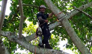 Stephen's Tree Service (ISA Board Certified Master Arborist ISA Credential #Fl-6314B)