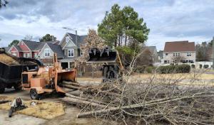 Ashland Tree Service
