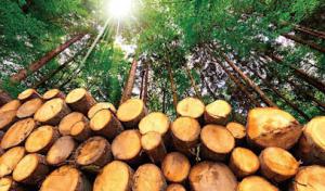 Pro Tree of Knoxville