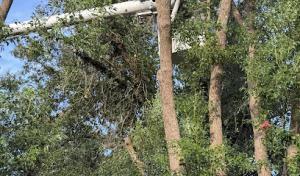 Estrada Tree Service Inc | Local Affordable Tree Service | Tree Trimming | Tree Removal