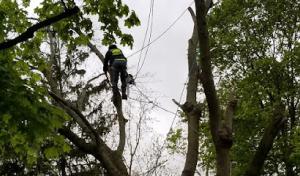 Akins & Alfords Tree Care