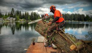 Out on a Limb Tree Service