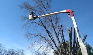 Bowman Tree Service