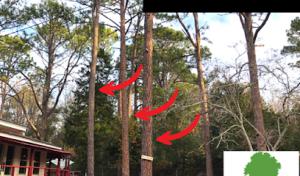 Gaycas Tree Services Columbia South Carolina