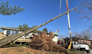 Team Green Tree Service