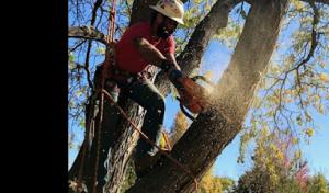 Precision Timber Felling